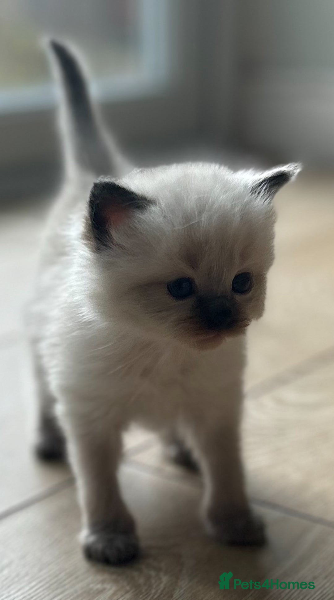 Ragdoll cats for sale: Ragdoll kittens for sale  - Image 1