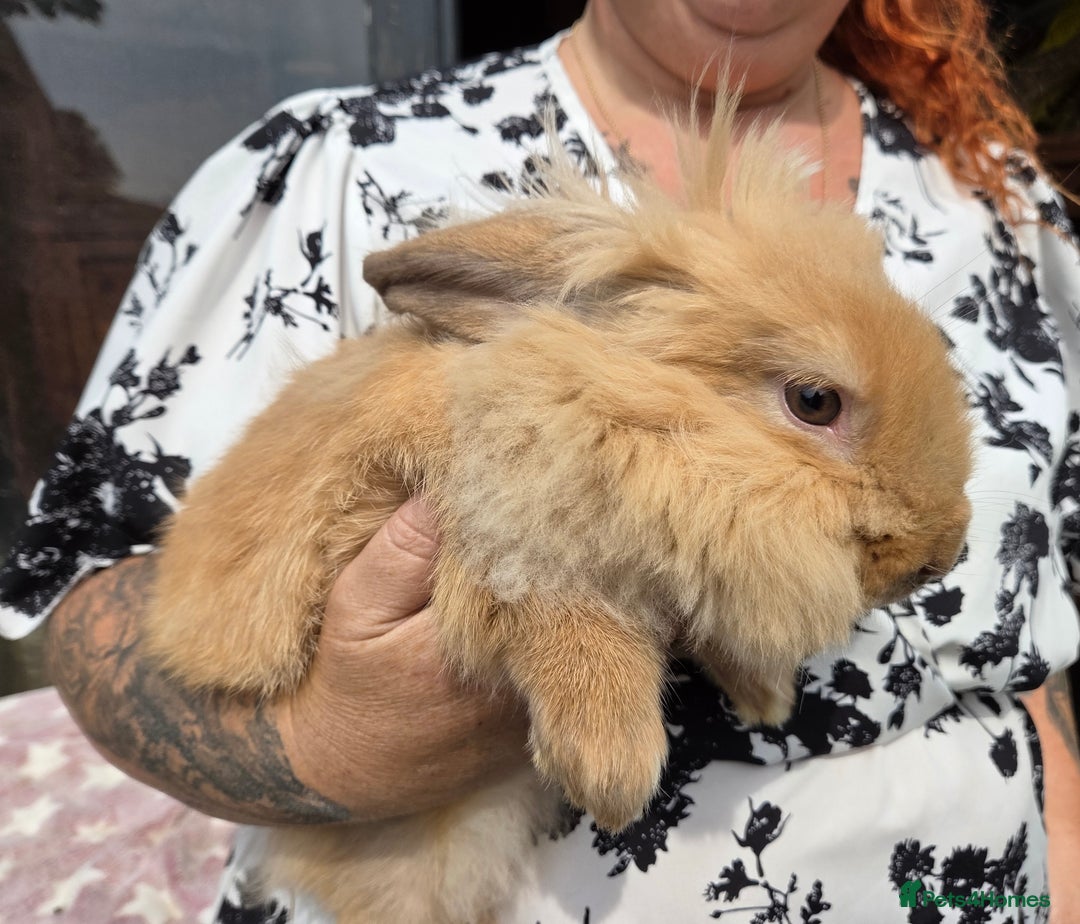 Mixed Breed rabbits for sale: Female bunnie  - Image 1