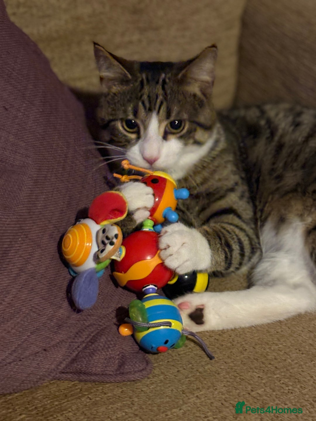 Domestic Shorthair cats for sale: Handsome 6 month old tabby and white male. - Advert 1