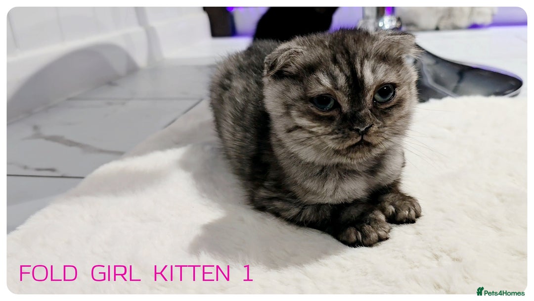 Scottish Fold cats for sale: SCOTTISH FOLD KITTENS (DELIVERY  AVAILABLE) - Image 9