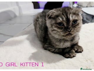 Scottish Fold cats - Advert 4
