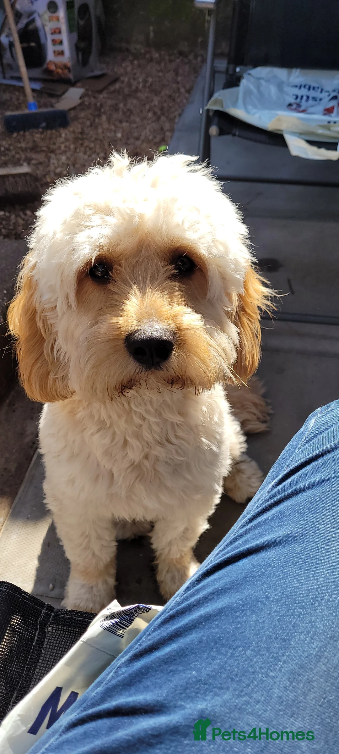 Cavapoo dogs for stud:  PROVEN F1 Cavapoo for stud in Birmingham - Advert 2