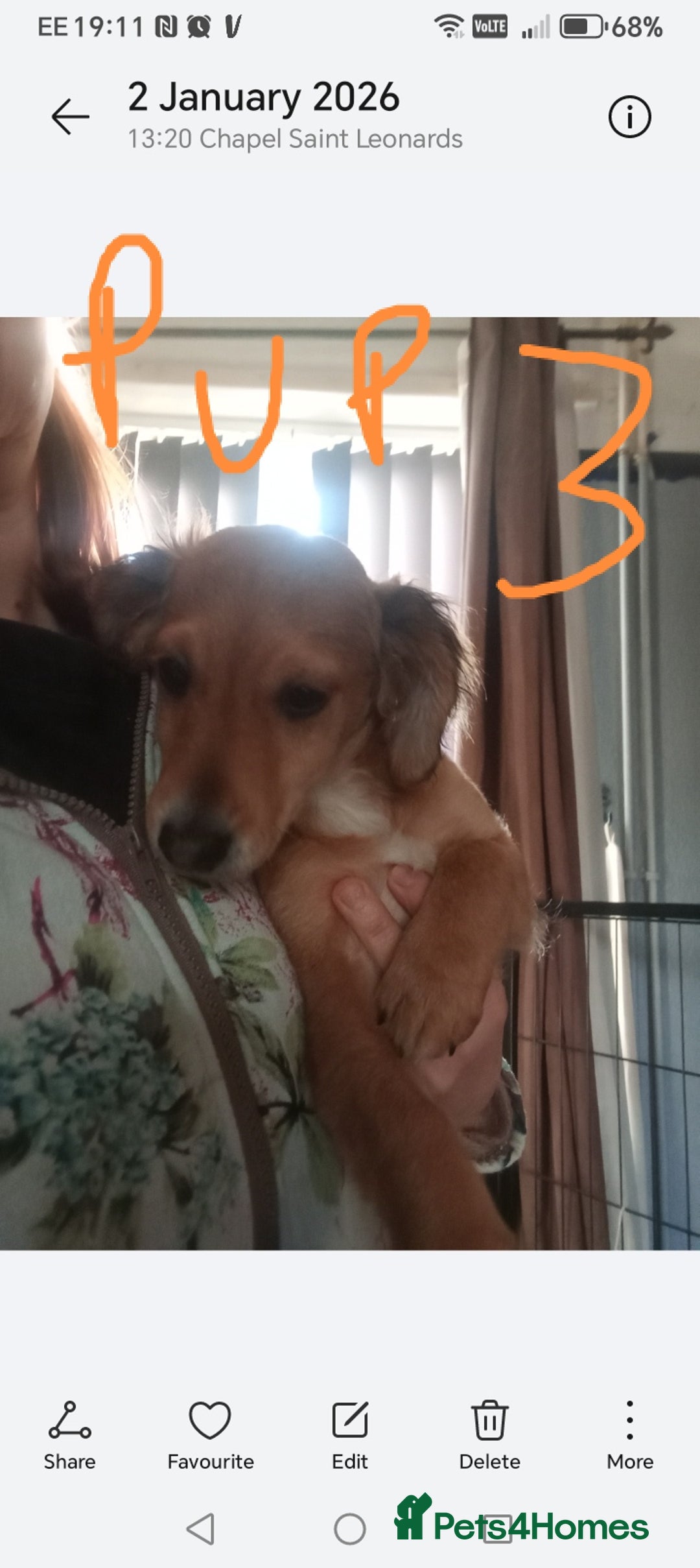 Mixed Breed dogs for sale: 3 Cockapoo x Jack Russell DNA clr Mum - Advert 14