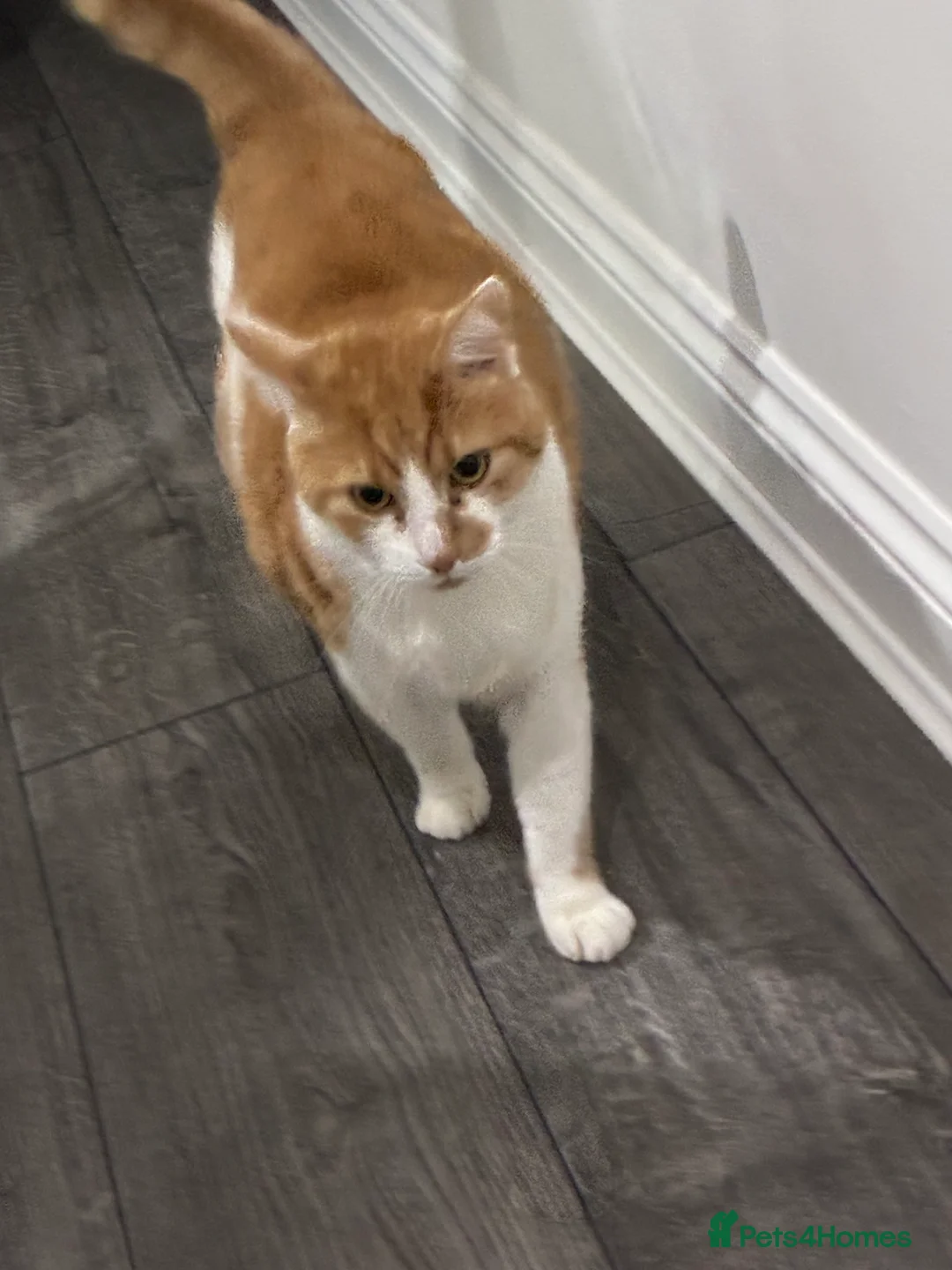 Mixed Breed cats for sale: Boy cat - Advert 4