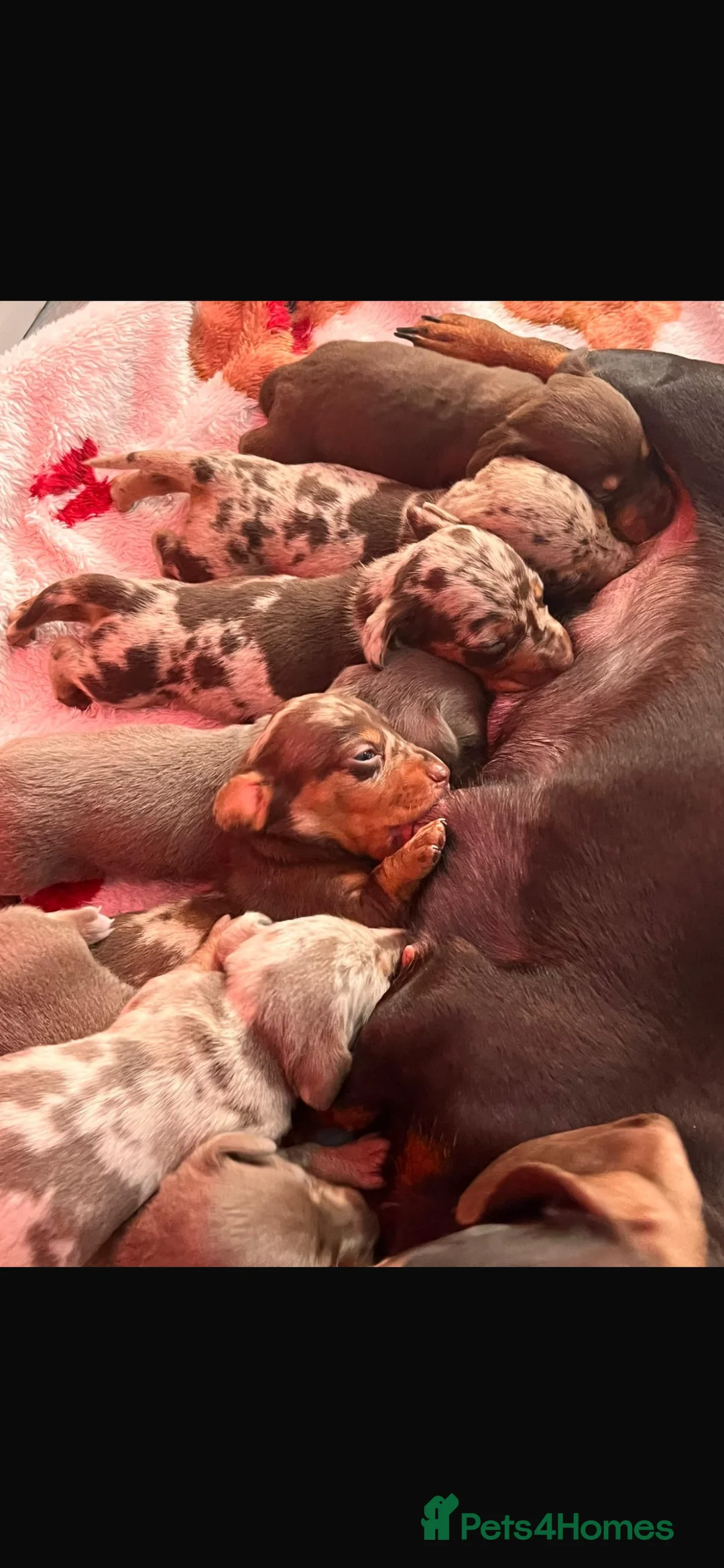 Dachshund dogs for sale: Miniature dachshund  in Brierley Hill - Advert 2