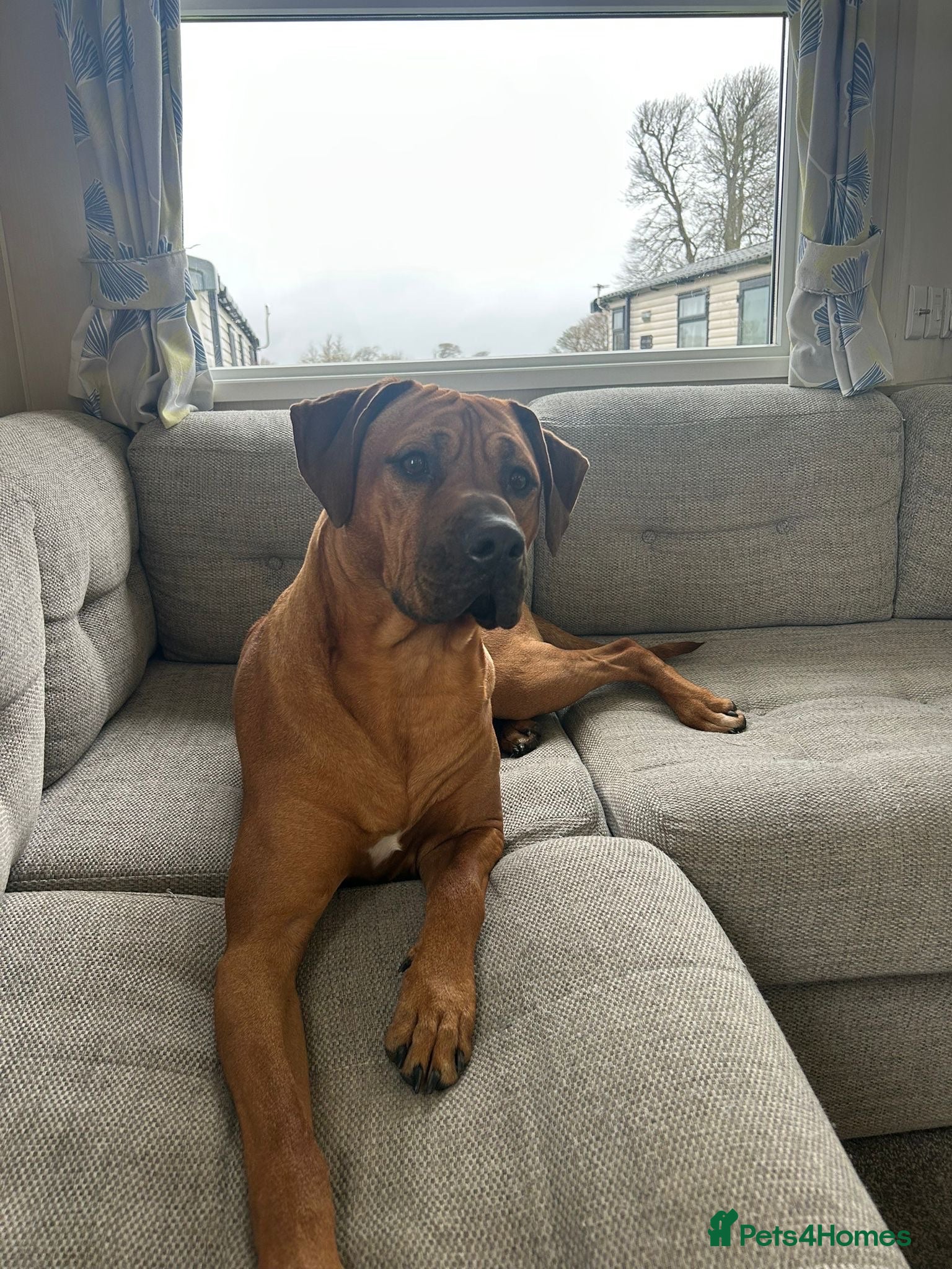 Rhodesian Ridgeback dogs Brodi - Advert 18