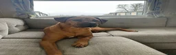Rhodesian Ridgeback dogs for sale: Brodi - Advert 1