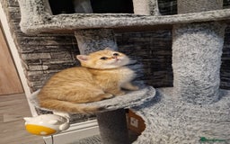 British Shorthair cats for sale: Stunning British shorthair Golden Chinchilla - Advert 5