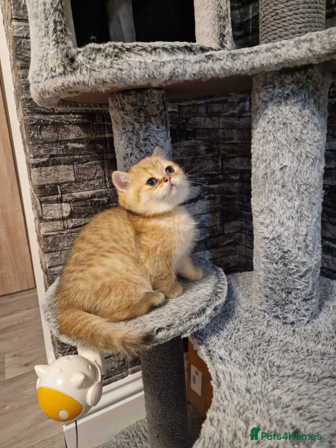 British Shorthair cats for sale: Stunning British shorthair Golden Chinchilla - Advert 5