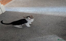 British Shorthair cats for sale: mixed tabby, black and white kittens  - Image 22