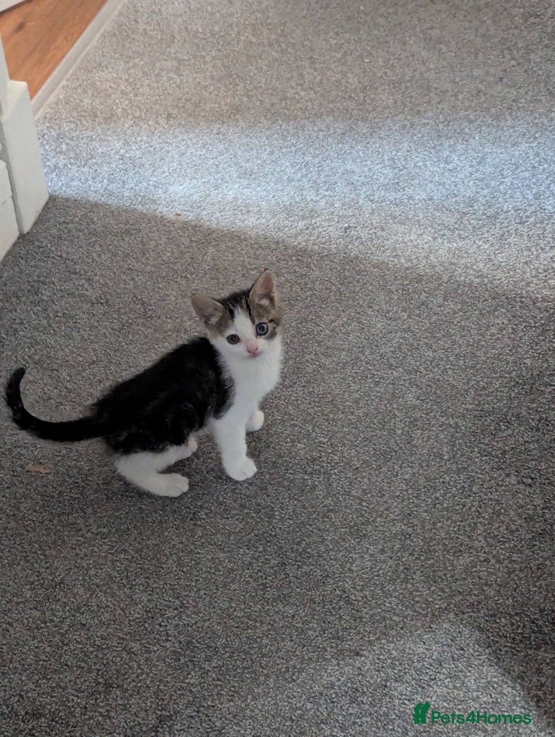 British Shorthair cats for sale: mixed tabby, black and white kittens  - Image 22