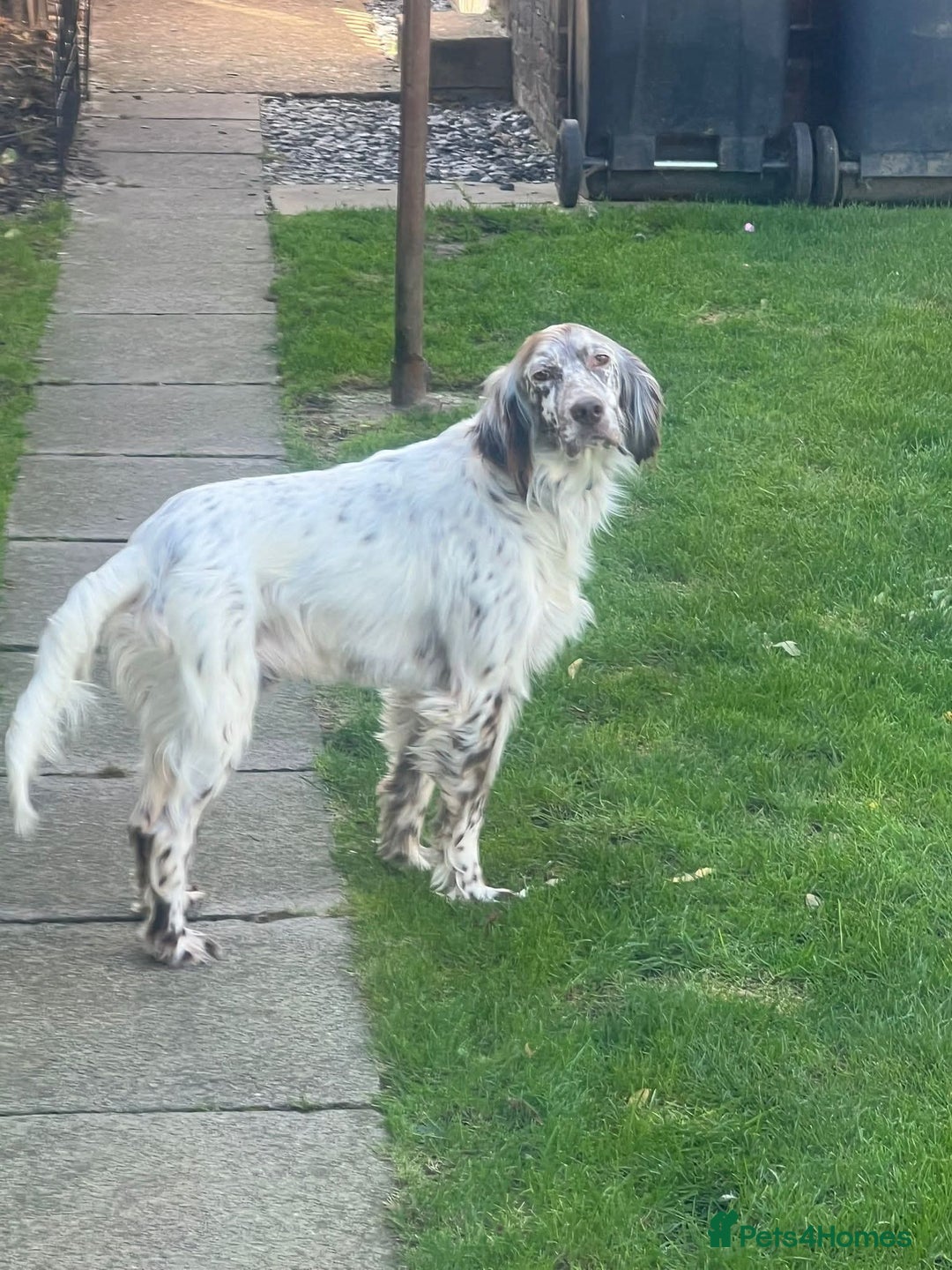 English Setter dogs for adoption: Alfie - Advert 10