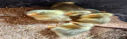 Geese poultry for sale: Unsexed Embden Goslings x4 - Advert 1