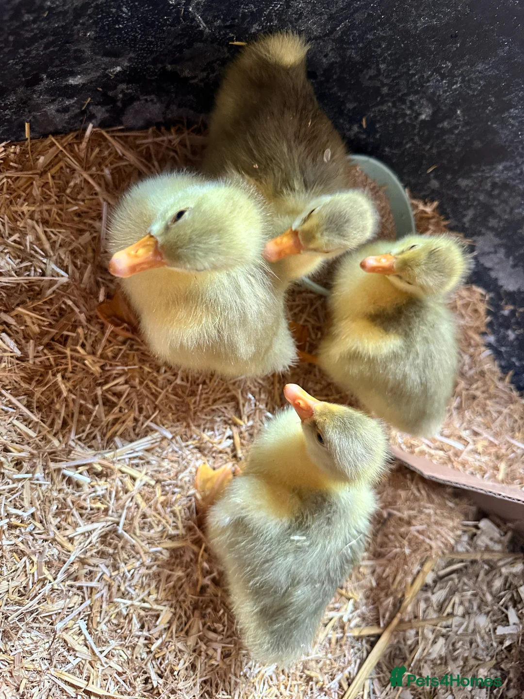 Geese poultry for sale: Unsexed Embden Goslings x4 - Advert 1
