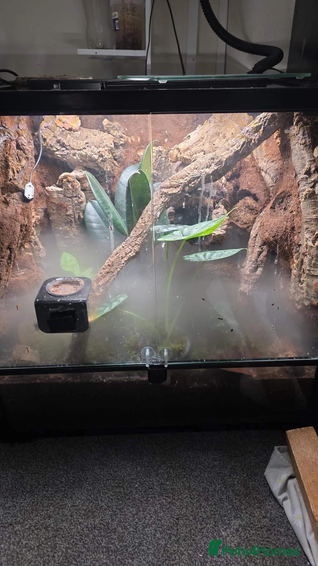 Gecko reptiles for sale: Mourning geckos + Viv in Lincoln - Advert 2