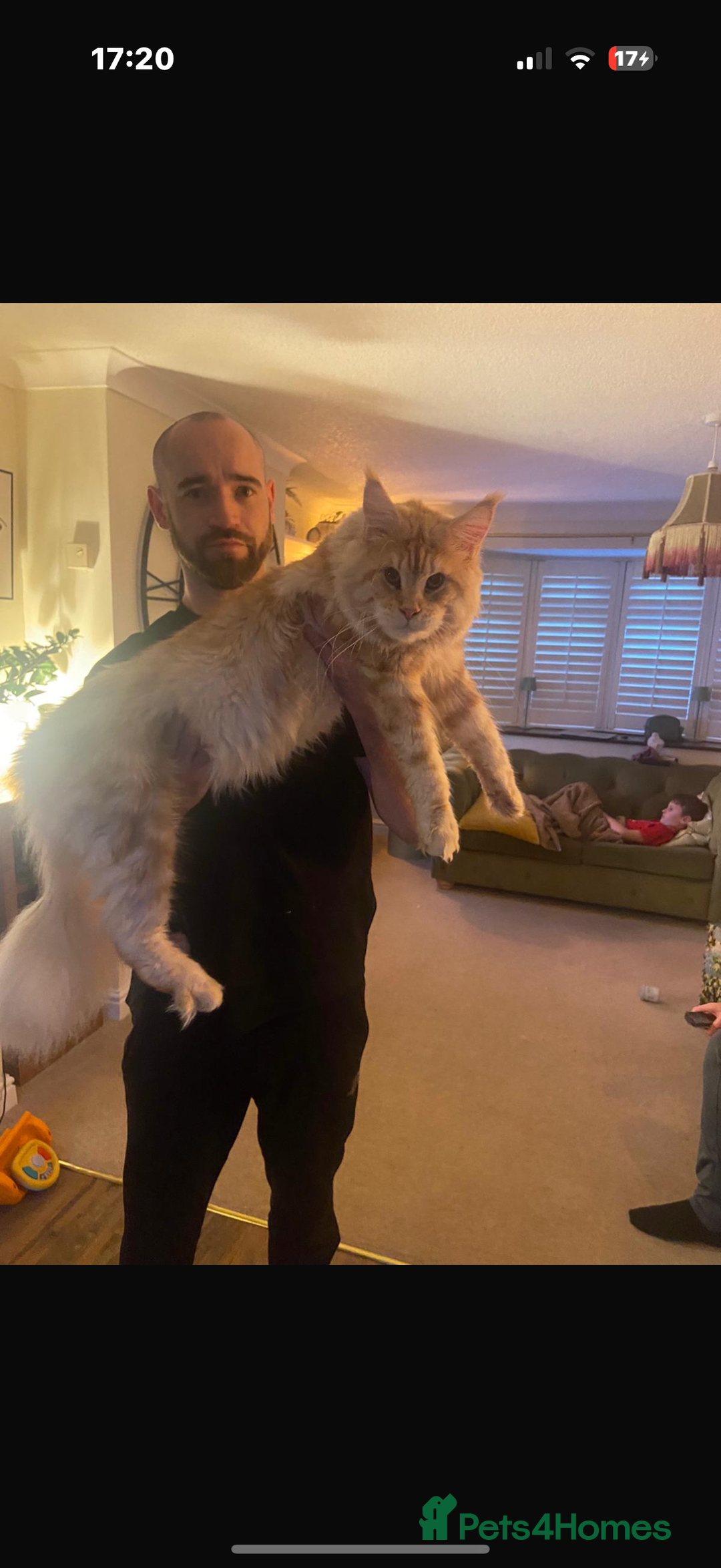 Maine Coon cats for sale: Tica registered Maine Coons from champion lines  - Image 24
