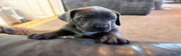 Boerboel dogs for sale: STUNNING NABBR REGISTERED GIRLS.  - Advert 10