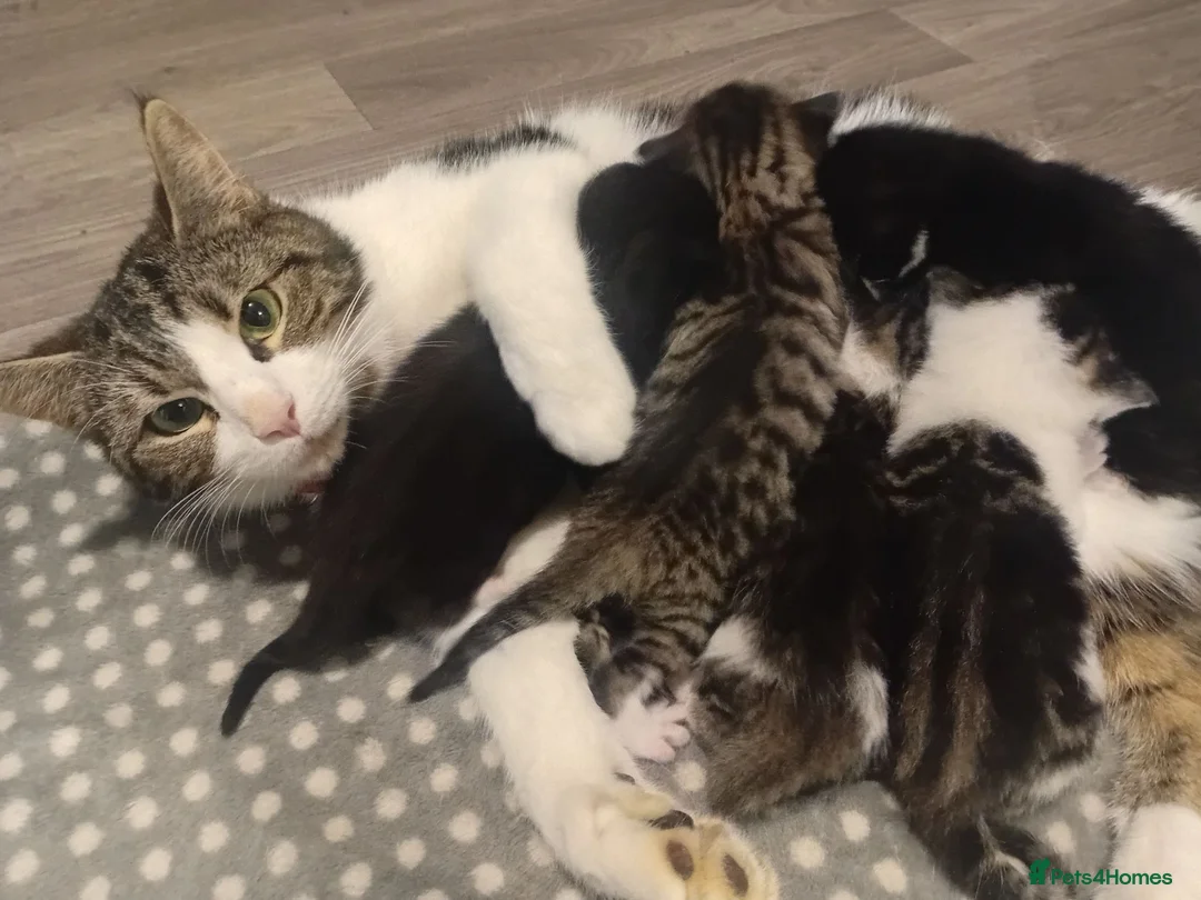 Mixed Breed cats for sale: Girl and boy left  - Advert 11