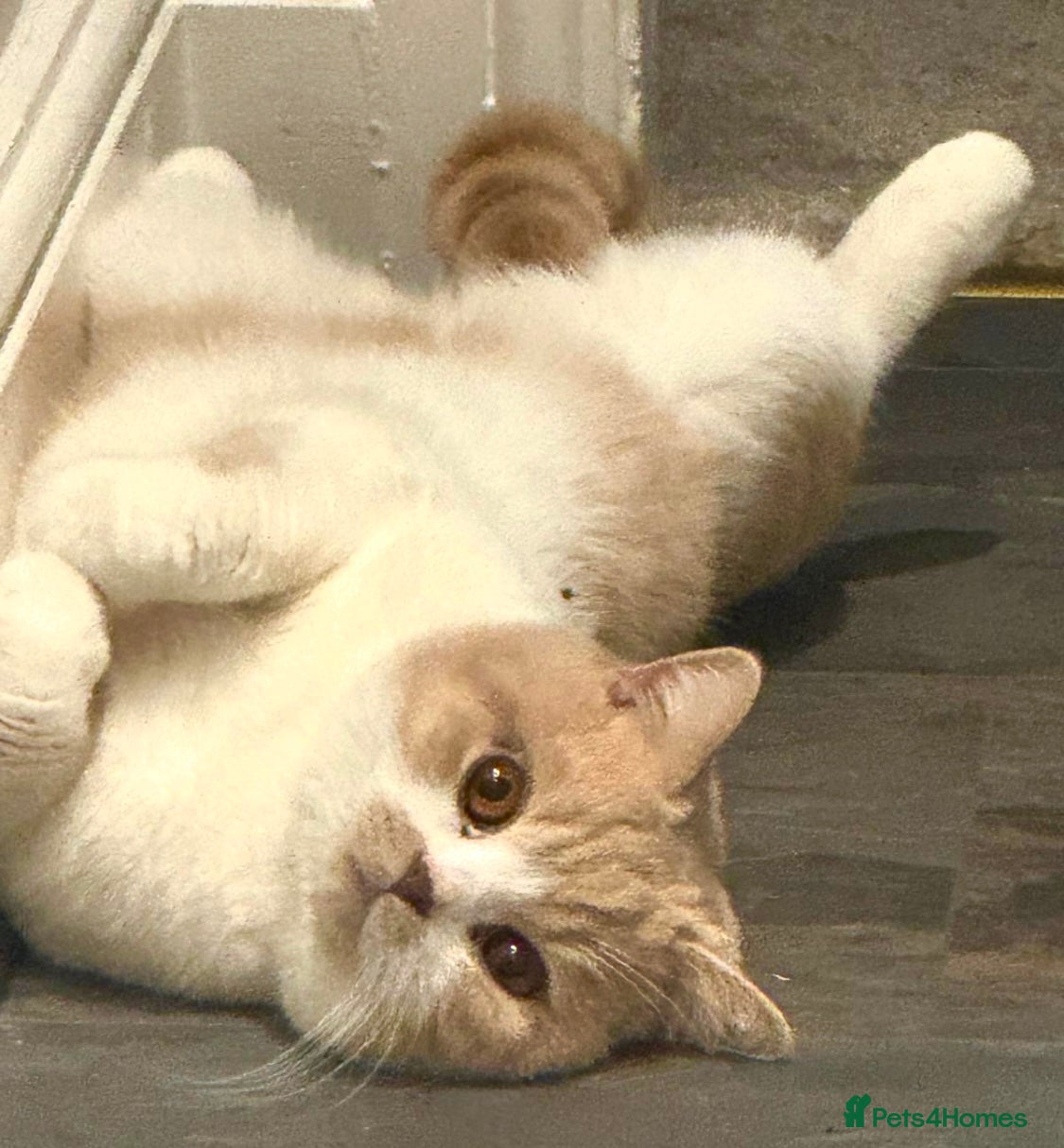 British Shorthair cats British Shorthair - Cute & Loving Male  - Advert 9