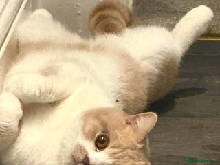 British Shorthair cats British Shorthair - Cute & Loving Male - Advert 9