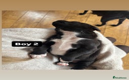 Patterdale Terrier dogs for sale: Patterdale terrier puppies  - Image 12