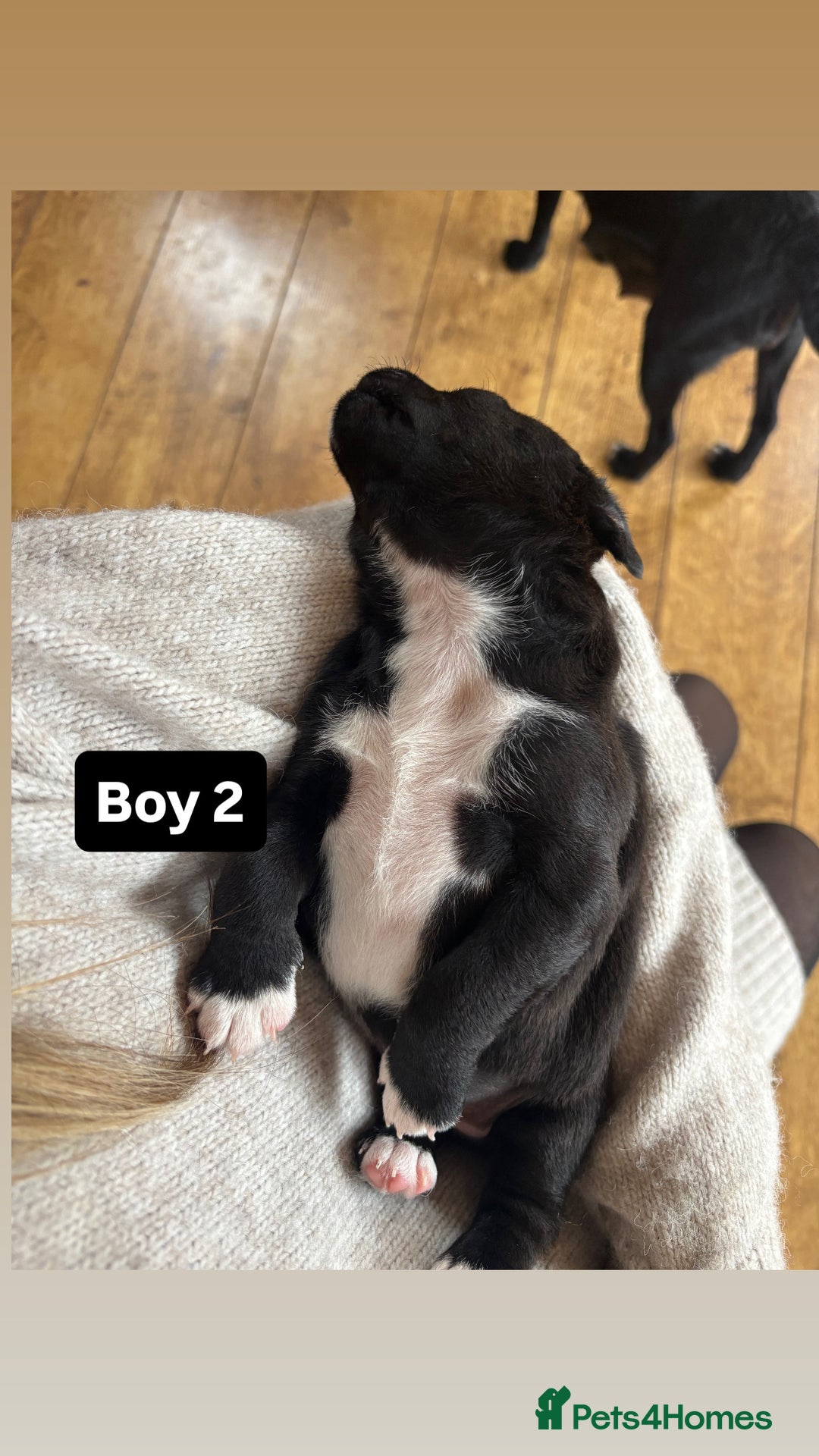 Patterdale Terrier dogs for sale: Patterdale terrier puppies  - Image 12