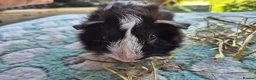 Guinea Pig rodents for sale: Baby male Guinea pigs - Advert 8