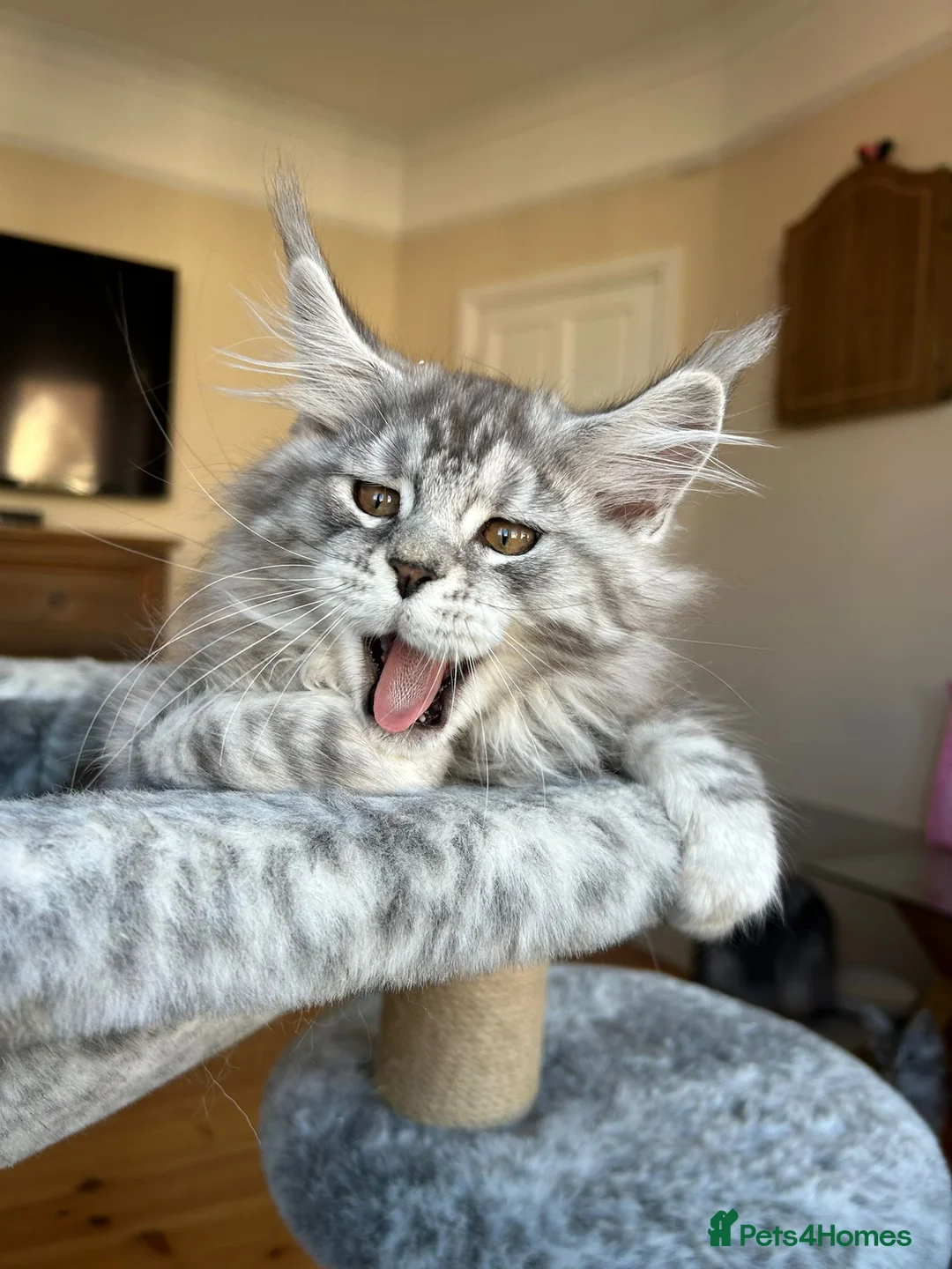 Maine Coon cats for sale: Pure Maine Coon kittens GCCF registered - Advert 2