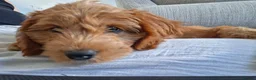 Cavapoo dogs for sale: Cavapoo puppy in Chippenham - Advert 2