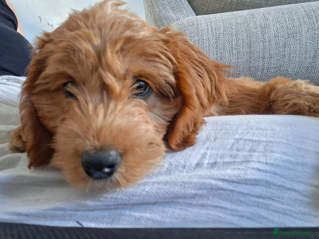 Cavapoo dogs for sale: Cavapoo puppy in Chippenham - Advert 2
