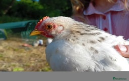 Chickens poultry for sale: Pekin Bantam Cockerels  - Image 7