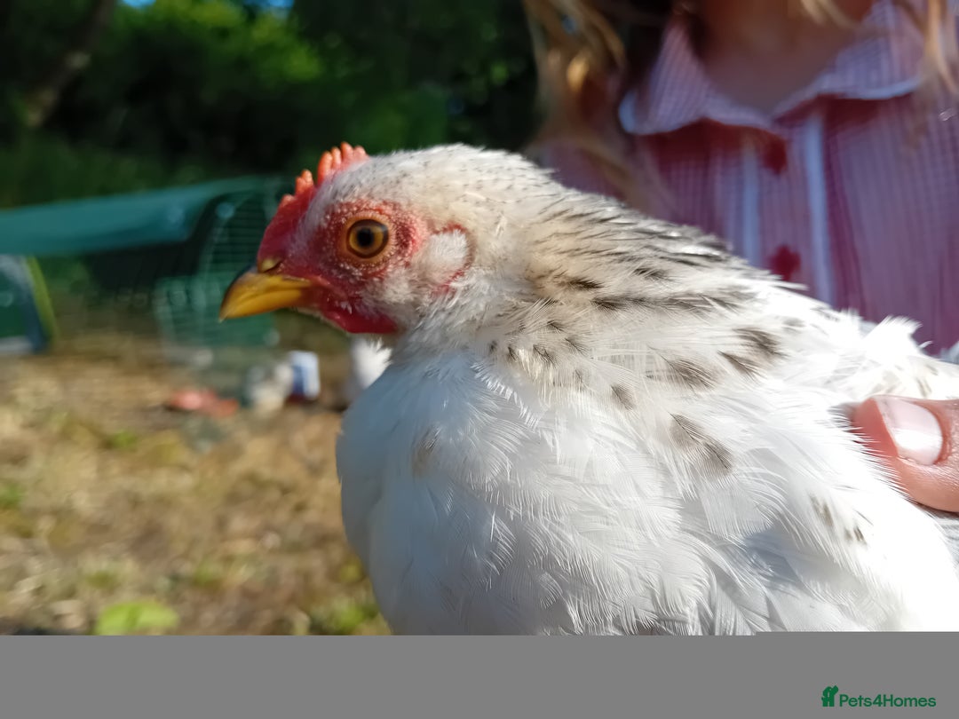 Chickens poultry for sale: Pekin Bantam Cockerels  - Image 7