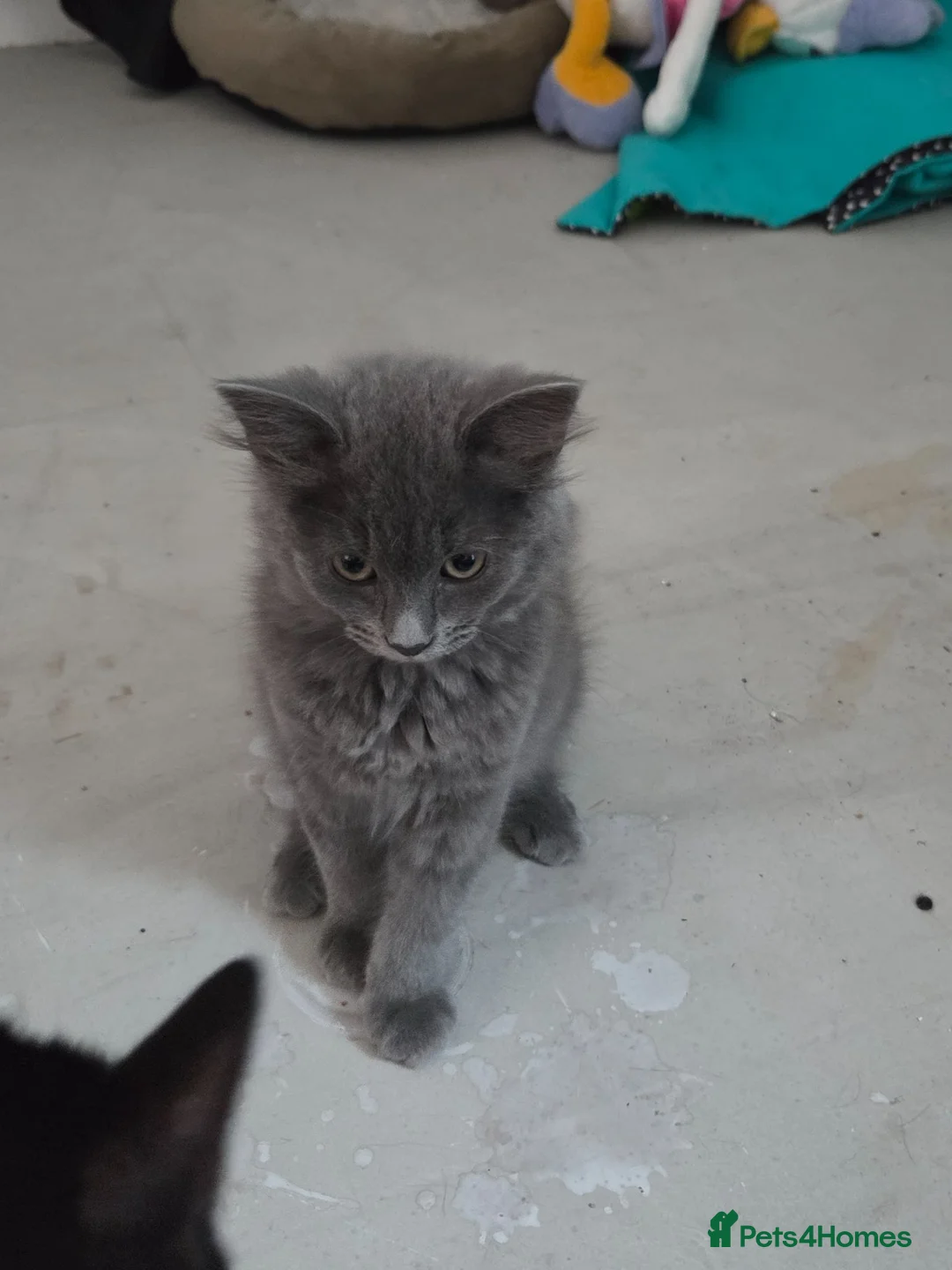 Mixed Breed cats for sale: Loving grey girl kitten - Advert 2