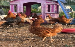 Chickens poultry for sale: Hens £5-£10 - Image 4