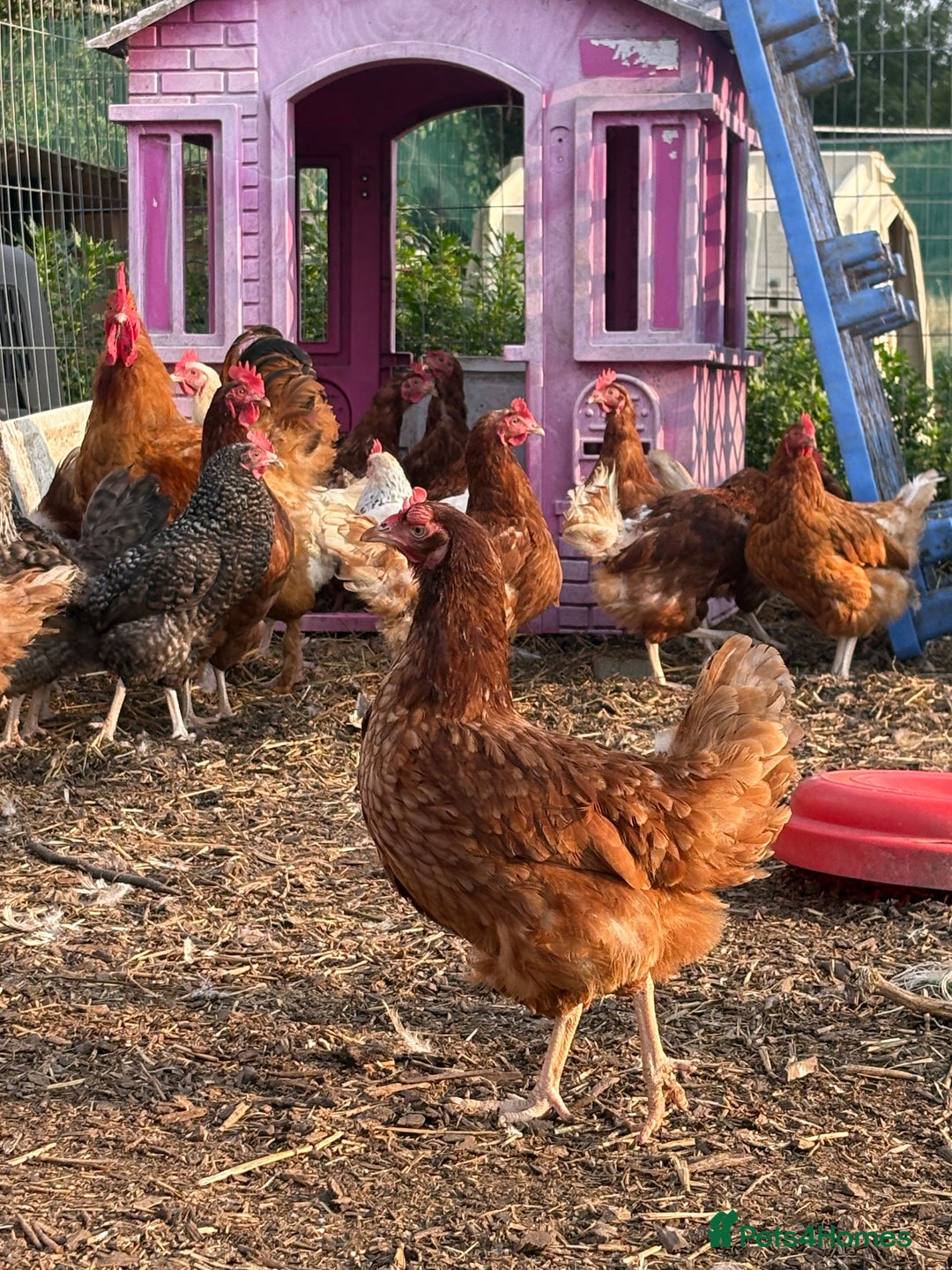 Chickens poultry for sale: Hens £5-£10 - Image 4