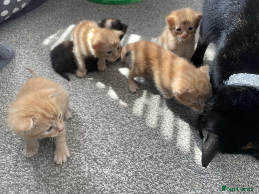 Mixed Breed cats for sale: 4 Ginger 2 Male 2 Female  - Image 9