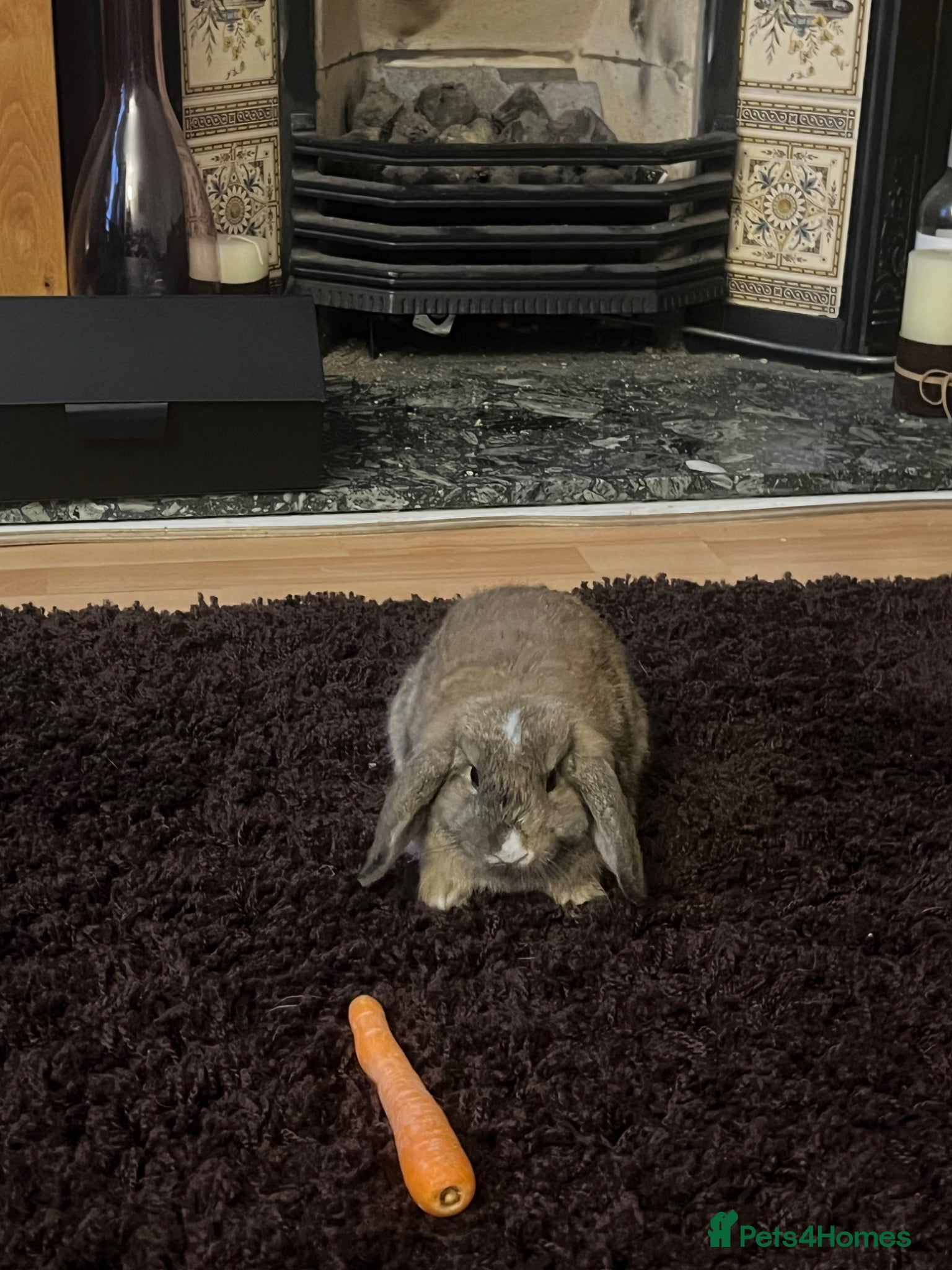 Mini Lop rabbits mini lop female rabbit  - Advert 7