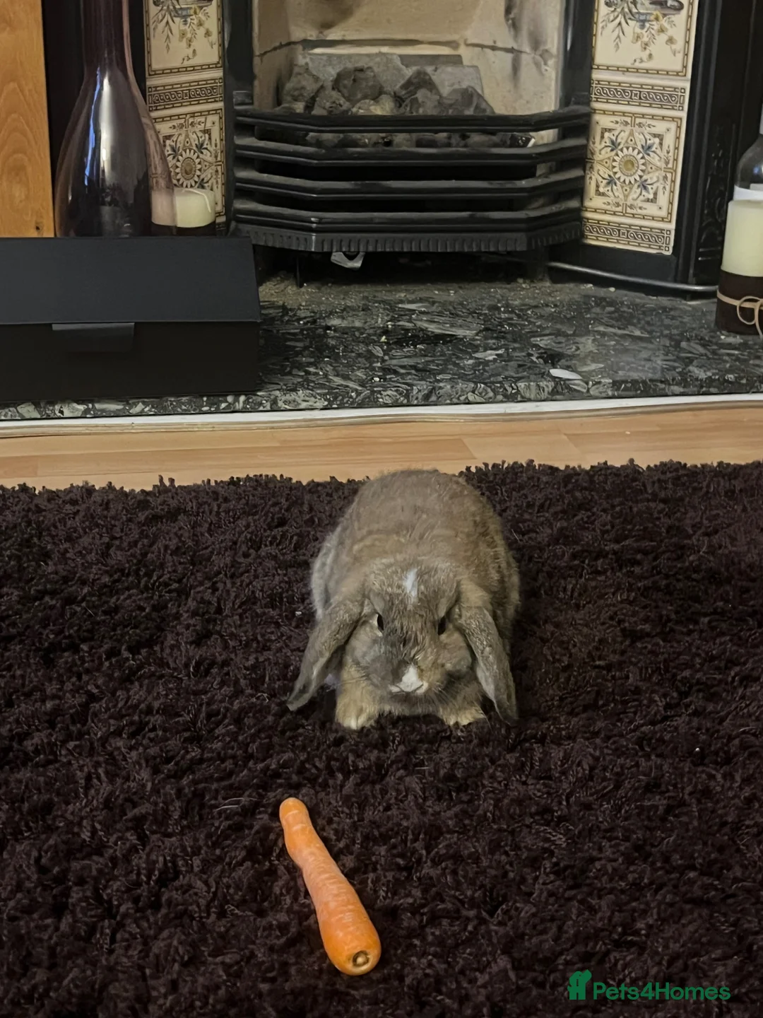 Mini Lop rabbits for sale: mini lop female rabbit  - Advert 1