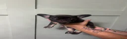 French Bulldog dogs for sale: French bulldog puppy’s - Advert 2