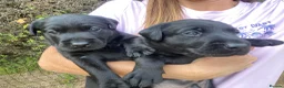 Labrador Retriever dogs for sale: KC health tested working lab pups at Thistlecrack - Advert 6