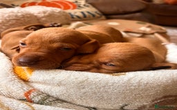 Hungarian Vizsla dogs for sale: Hungarian viszla puppies  - Image 7
