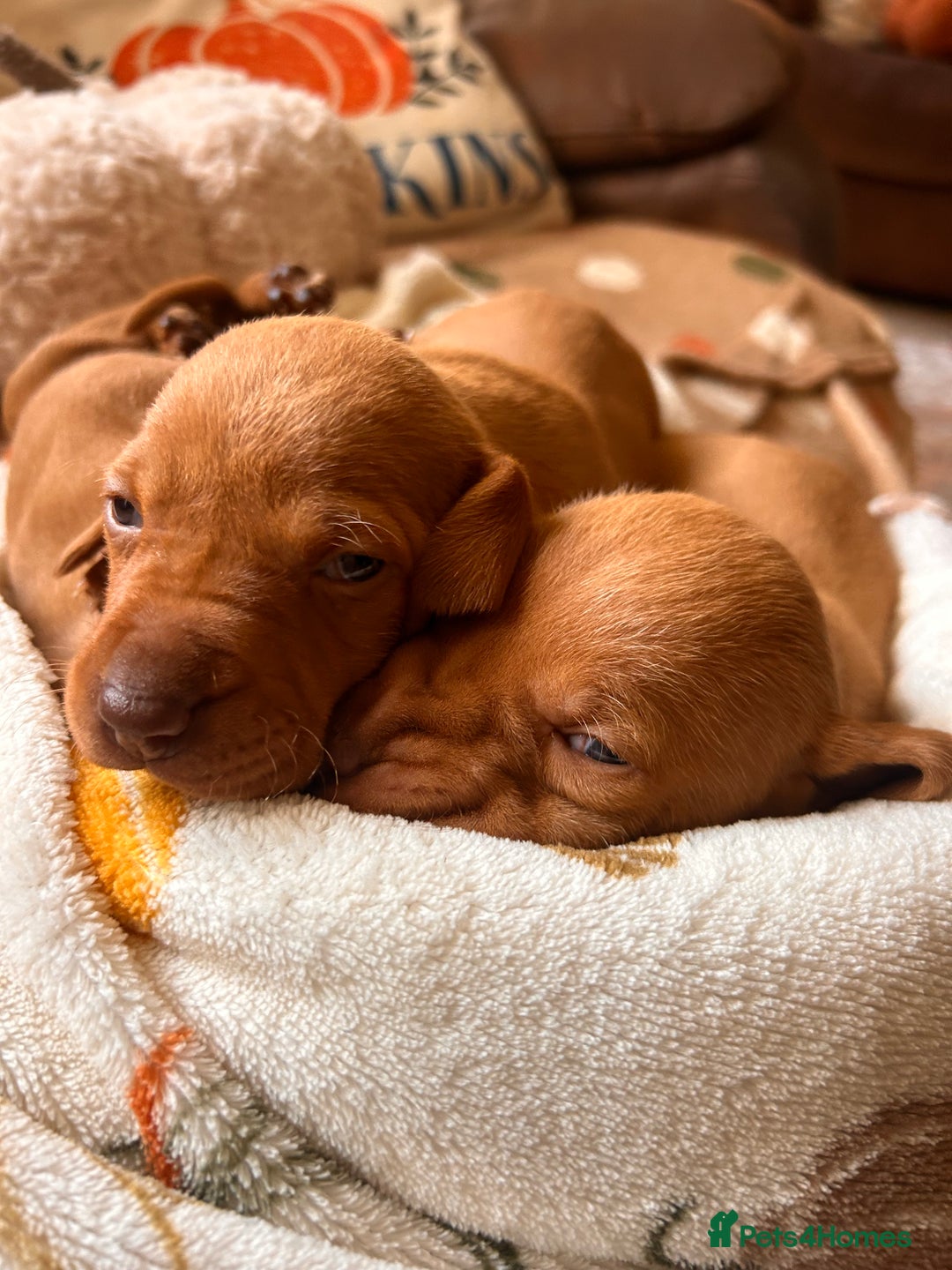 Hungarian Vizsla dogs for sale: Hungarian viszla puppies  - Image 7