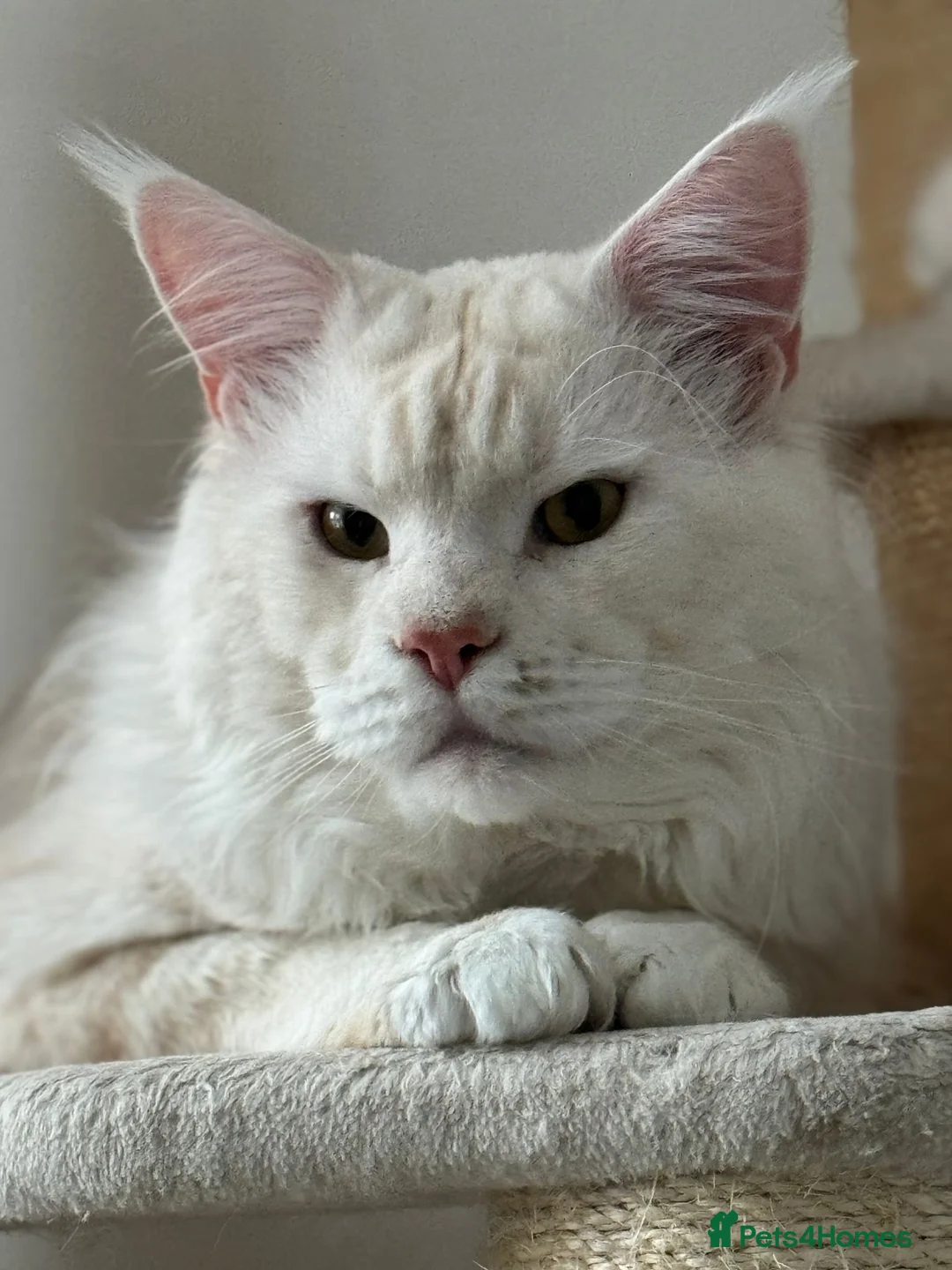 Maine Coon cats for sale: Two pedigree Maine Coon males for adoption in Nottingham - Advert 2