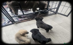 French Bulldog dogs for sale: Beautiful French Bulldogs  - Image 15