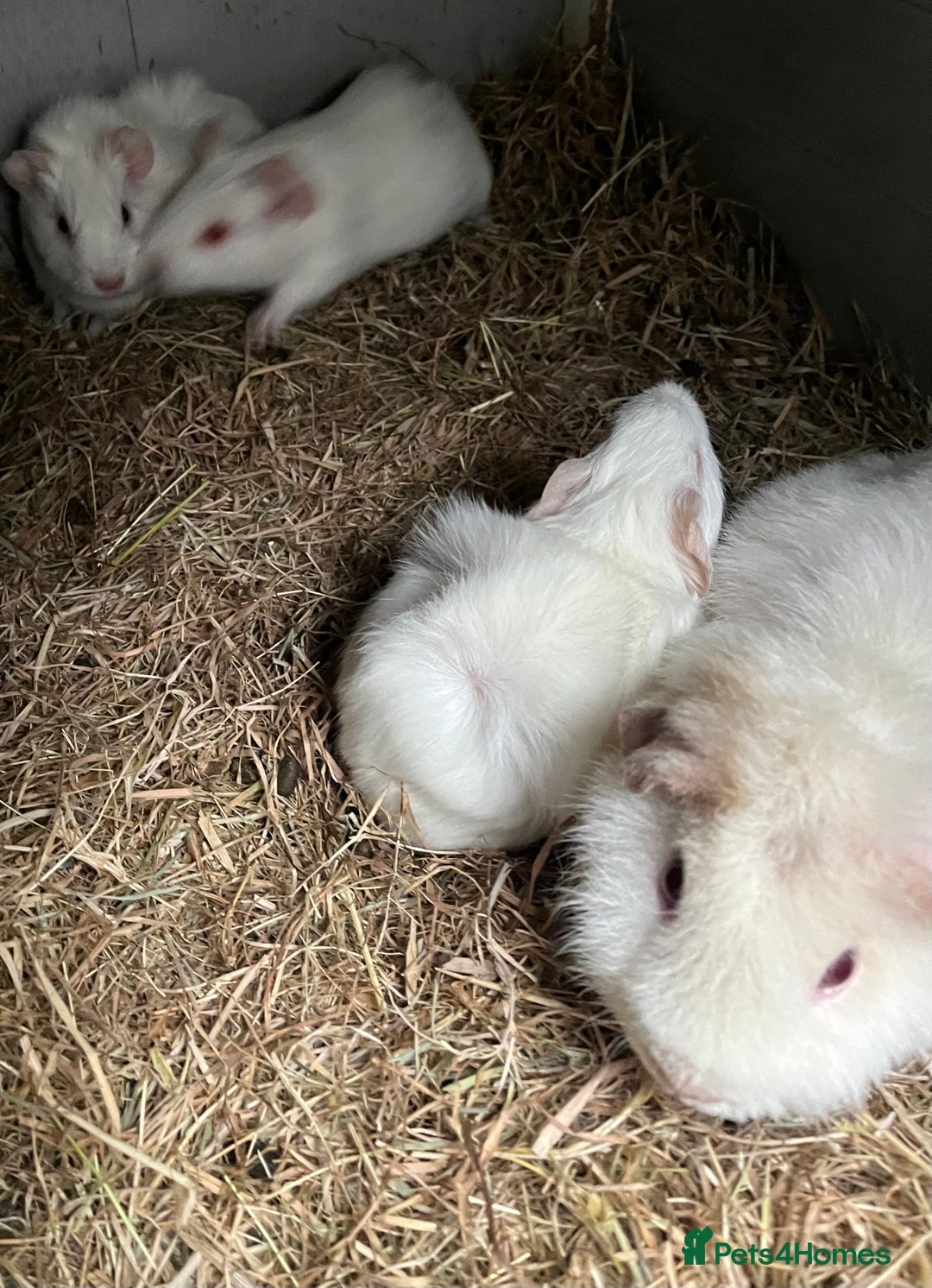 Guinea Pig rodents for sale: Two baby boar guinea pigs - Advert 4