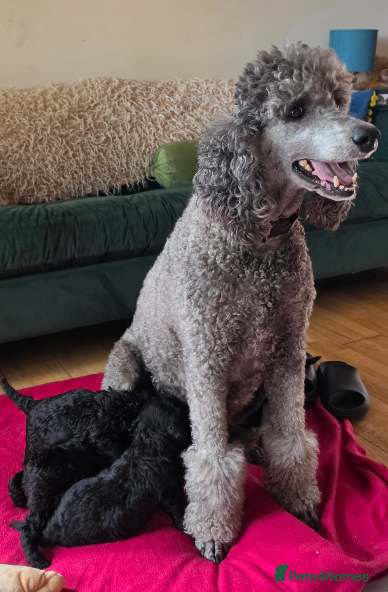 Poodle dogs for sale: Exceptional health tested Moyen Poodles  - Advert 22