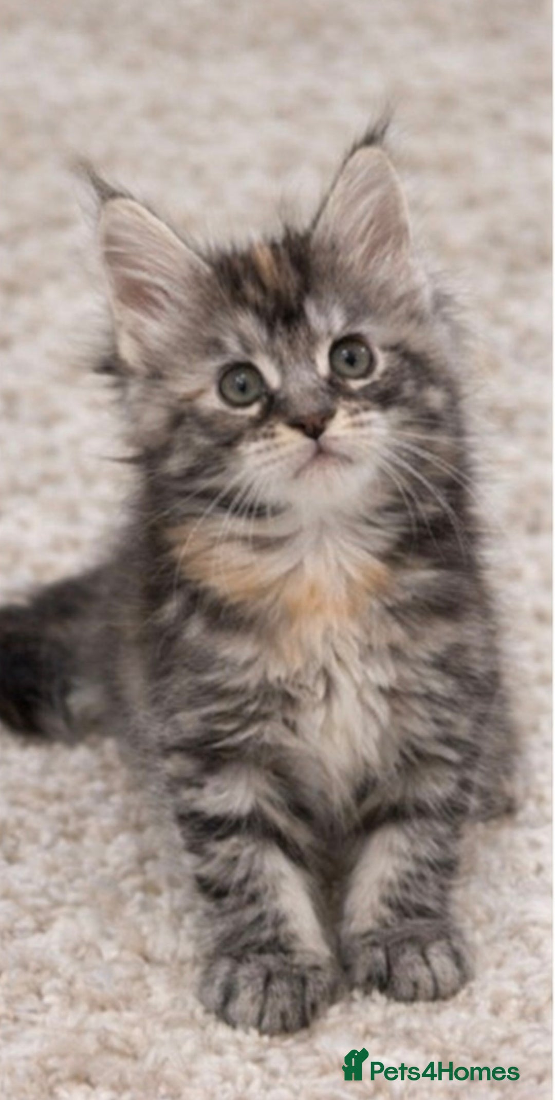 Maine Coon cats for sale: Outstanding pedigree kittens - Advert 14