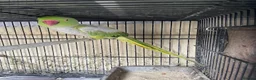 Ringnecks birds for sale: Ring neck  in London - Advert 2