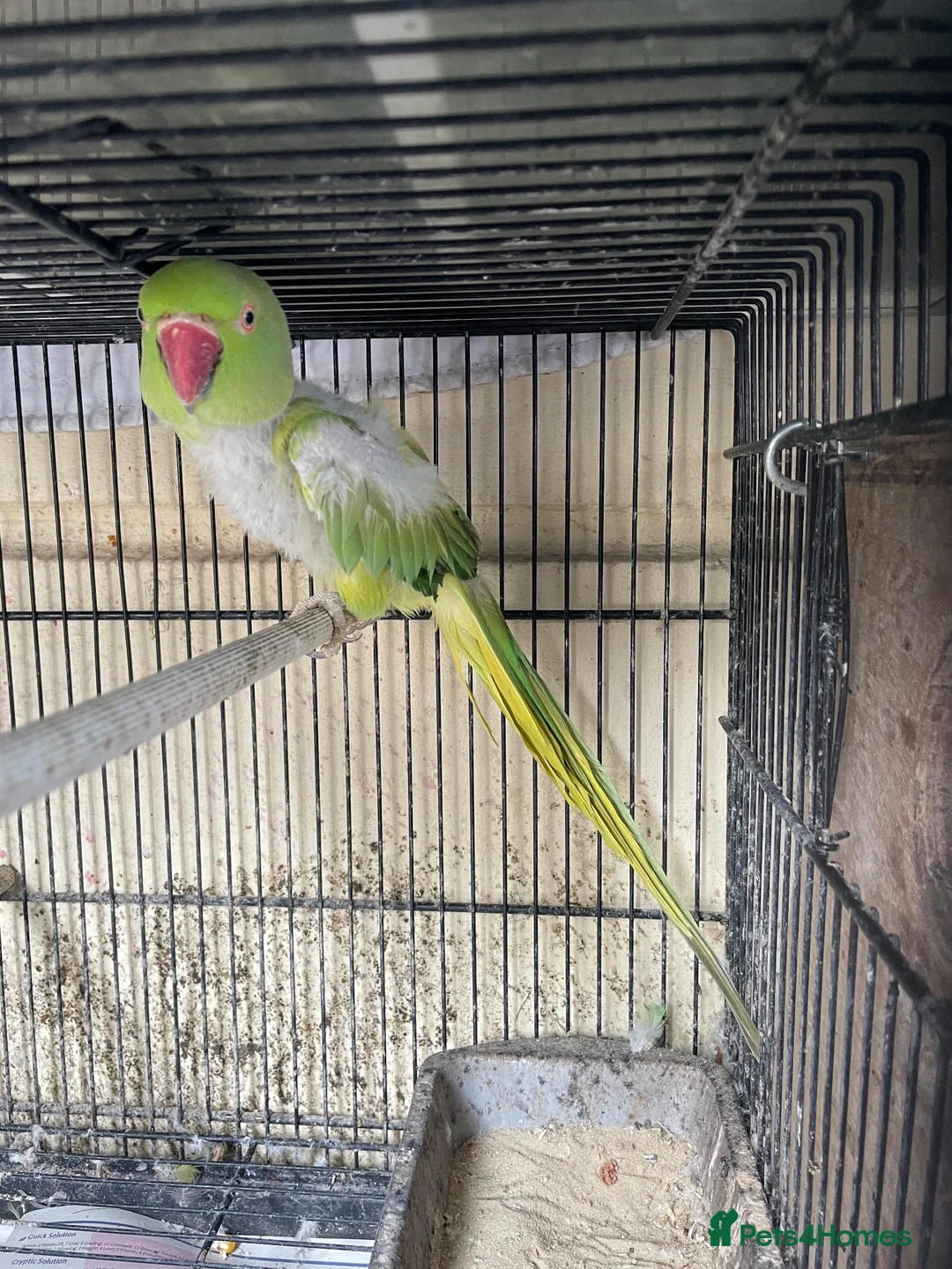 Ringnecks birds for sale: Ring neck  in London - Advert 2