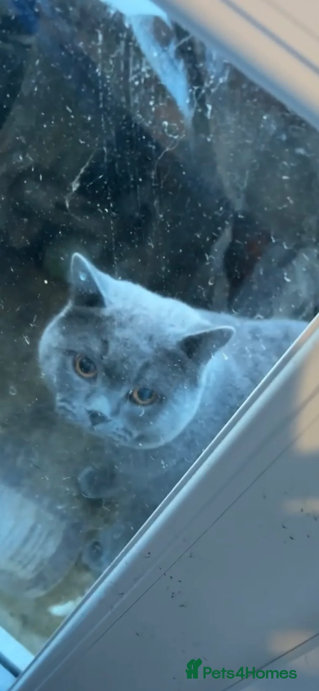 Mixed Breed cats for sale: Bengal cross British shorthair kittens for sale  in Waterlooville - Advert 13